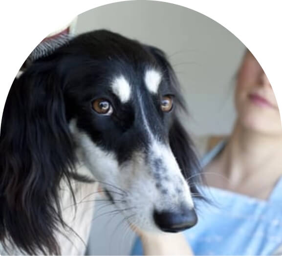 Black dog with white dots hero image
