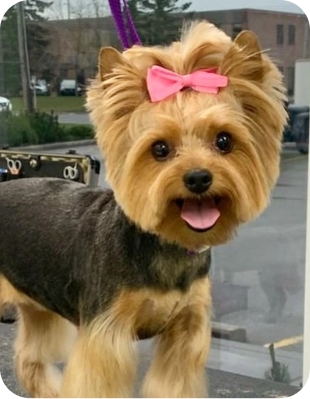Cute puppy hair image 1