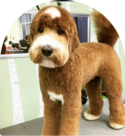 Grooming services thumbnail