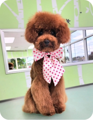 Latest grooms image01