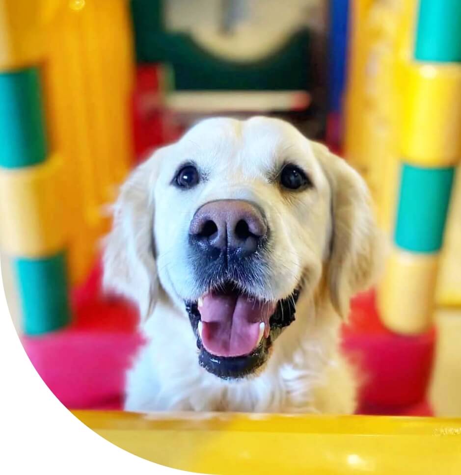 Muttley crue white dog hero image
