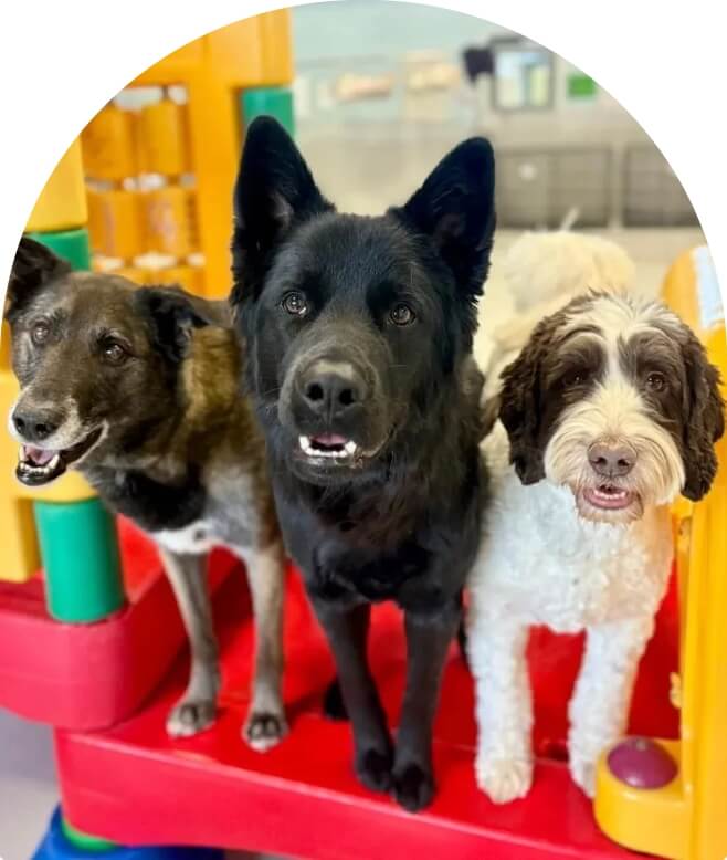 Facility designed comfort three dogs image