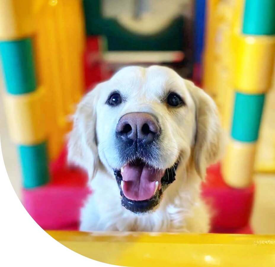 White dog smiley hero image