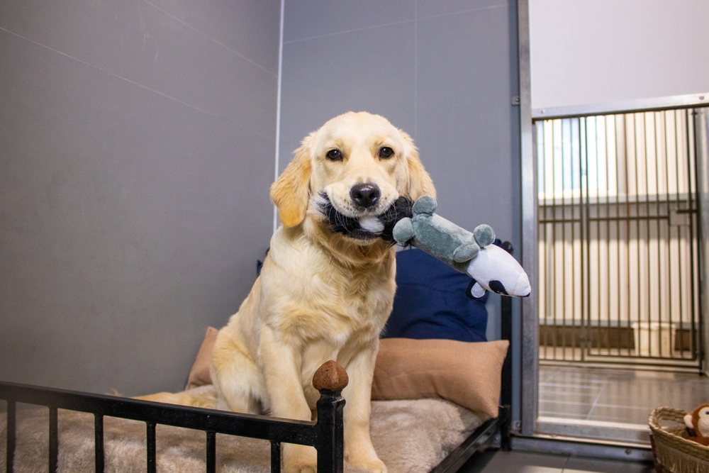 Dog boarding guide calgary