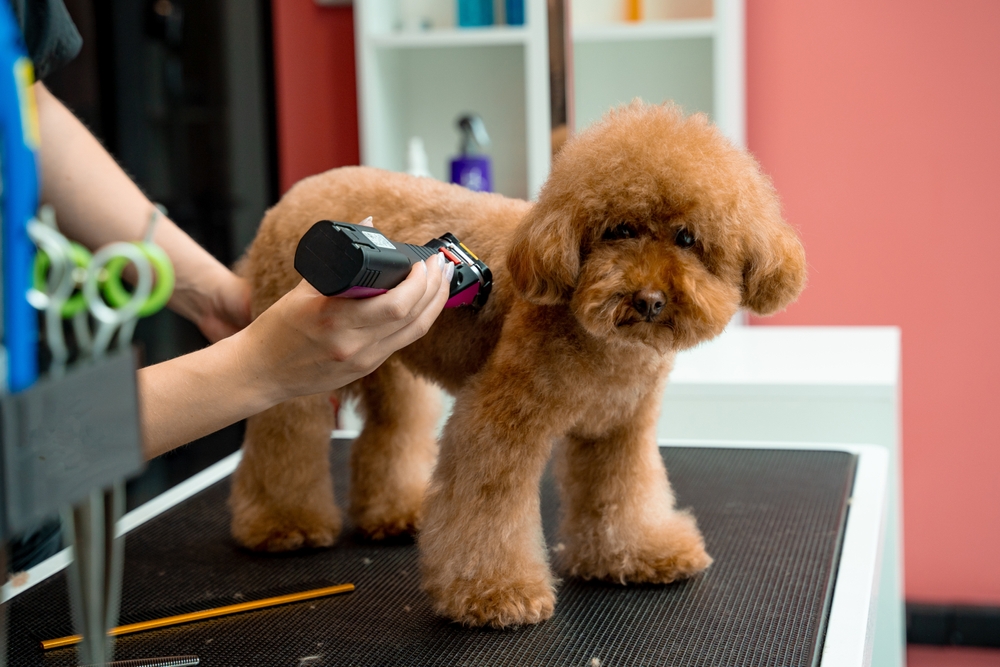 Dog Grooming Guide in Calgary