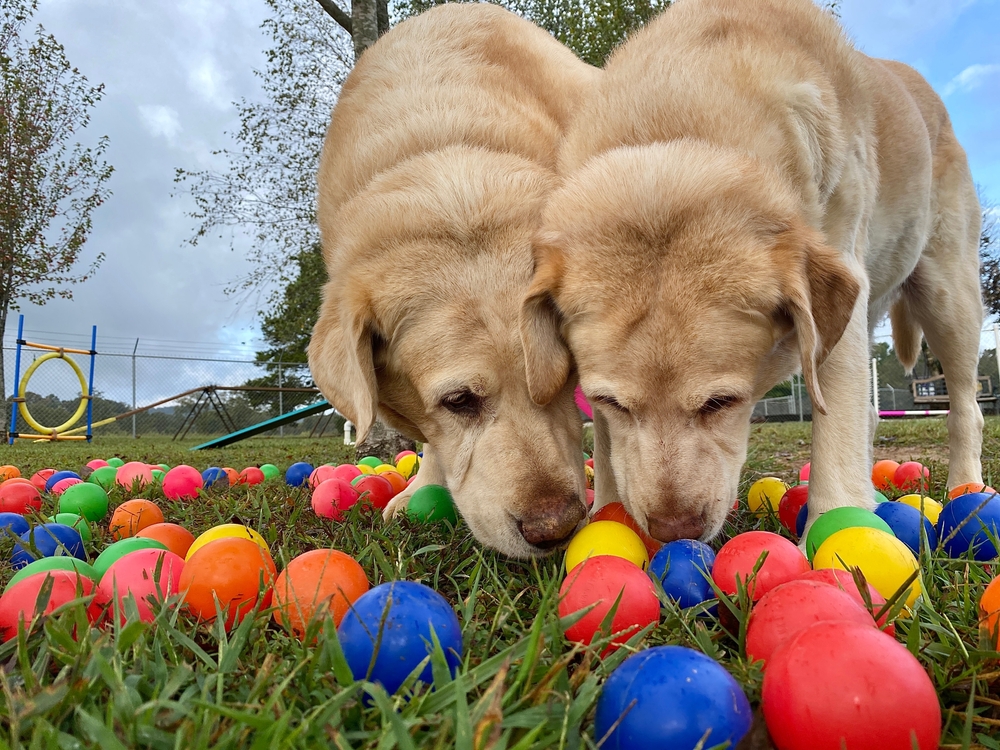 Dog daycare guide calgary
