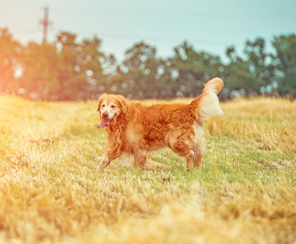 benefits of dog daycare
