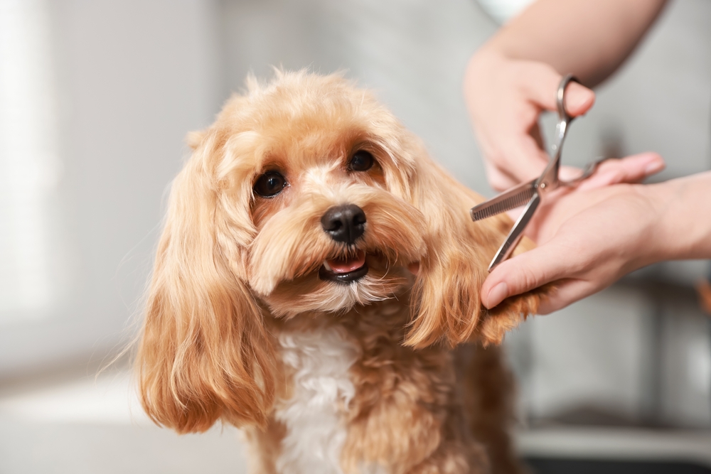 5 Ways Dog Grooming for a Healthy Coat Supports Your Pup’s Well-being