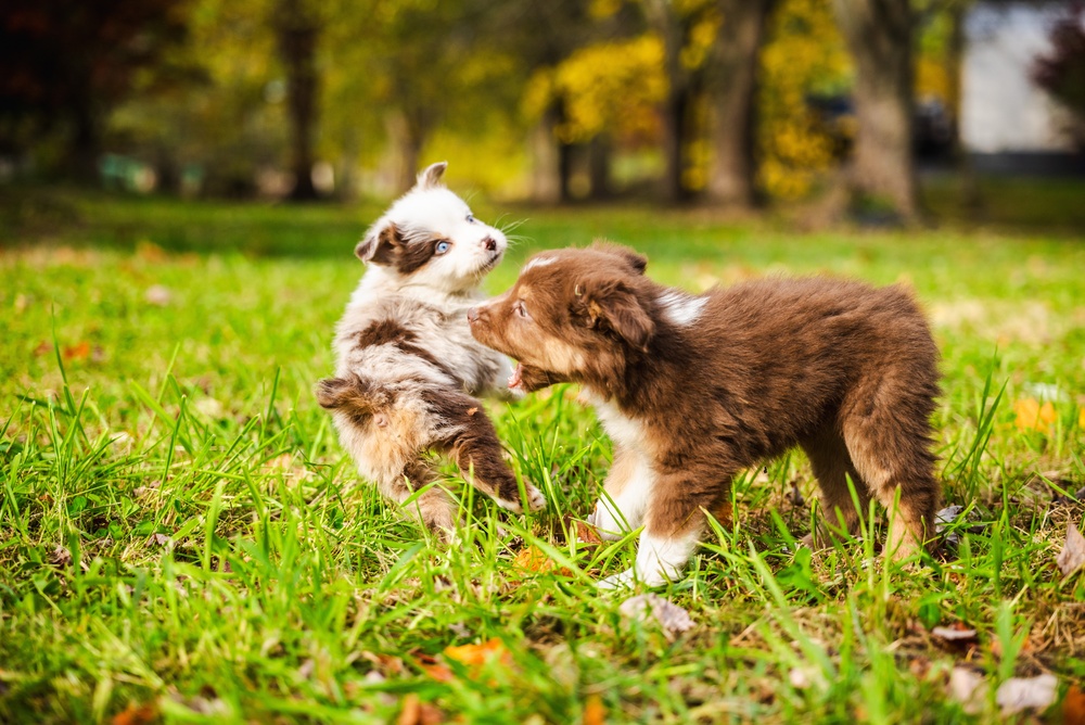 puppy daycare