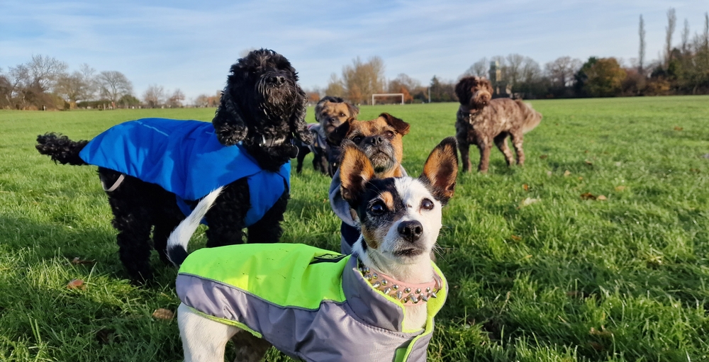 Dog Boarding and Pet Sitting
