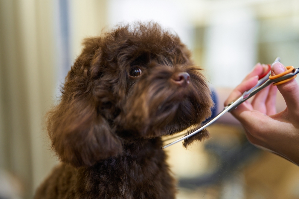 How Often Should Your Dog Be Groomed